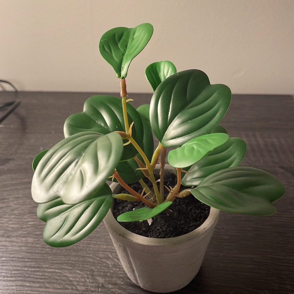 7" Faux mini Hoya heart potted plant - hot and hand with magnolia